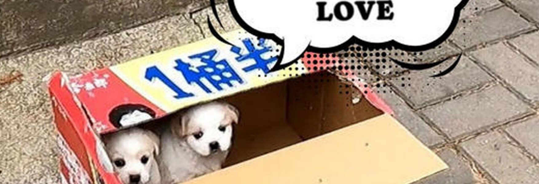 People's hearts are warmed and generosity is sparked by the roadside rescue of abandoned puppies. ‎ ‎